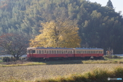 小湊鉄道　銀杏とキハ200！
