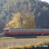 小湊鉄道　銀杏とキハ200！
