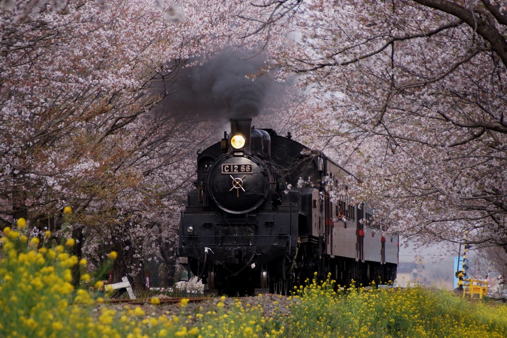 真岡鉄道の春本番!!!