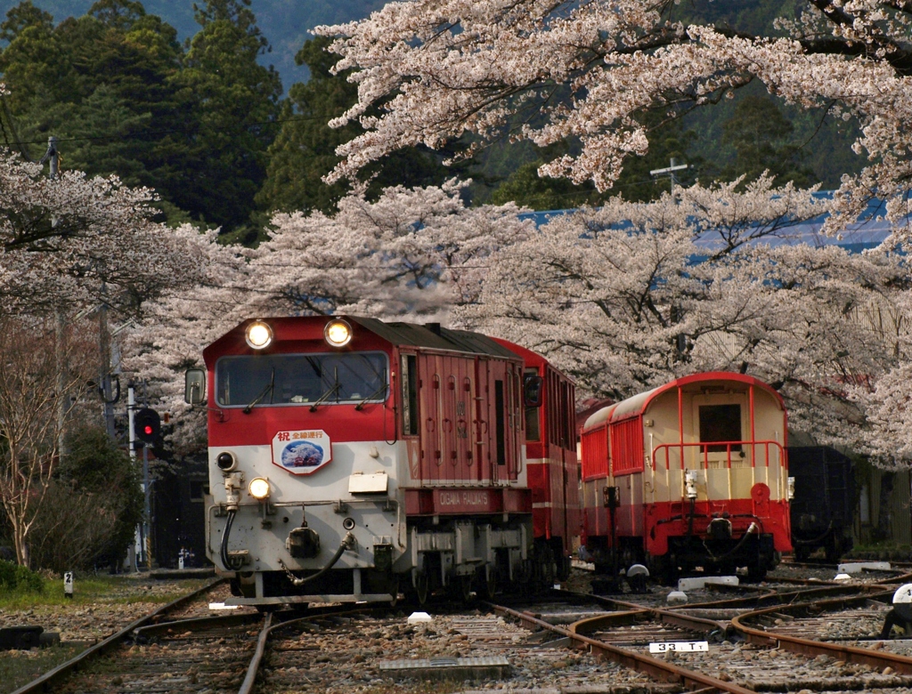 大井川鉄道井川線の春！