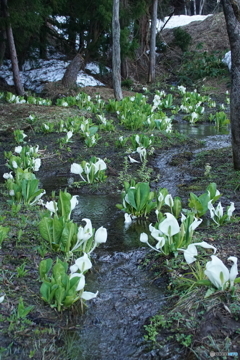 水芭蕉が咲く小川！