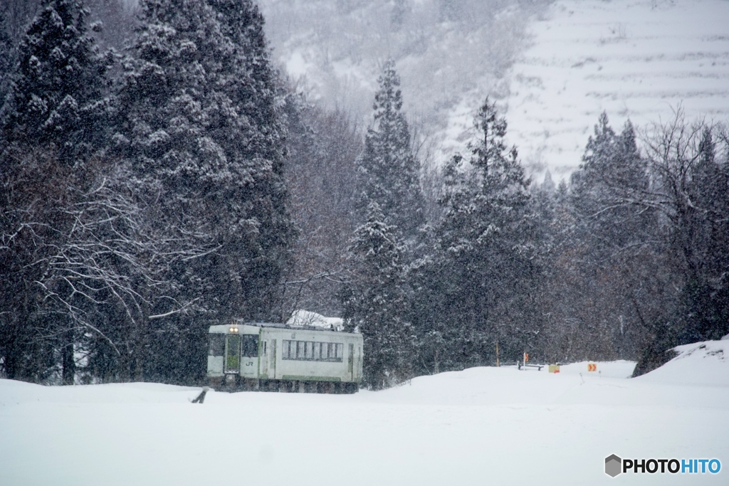 423D追跡　雪原と杉林！