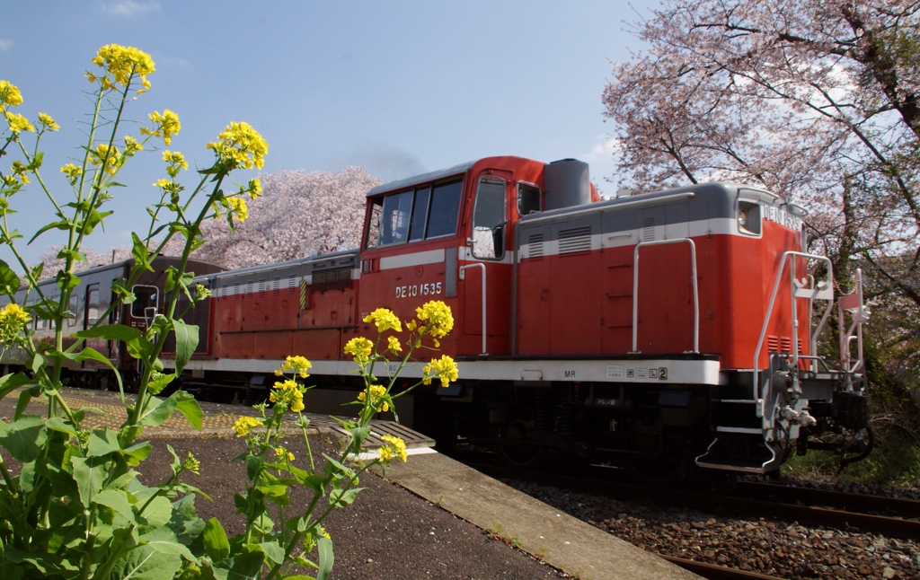 DE10とお花見！①