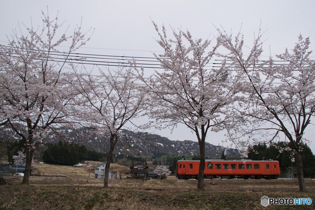 桜並木を走るキハ！