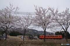 桜並木を走るキハ！