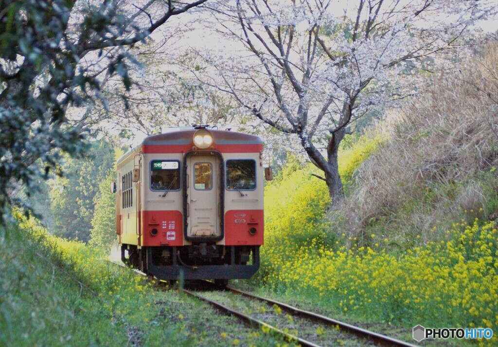 いすみ鉄道の春①～⑦の中の⑦（終）