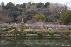 薬師池公園梅園全景！
