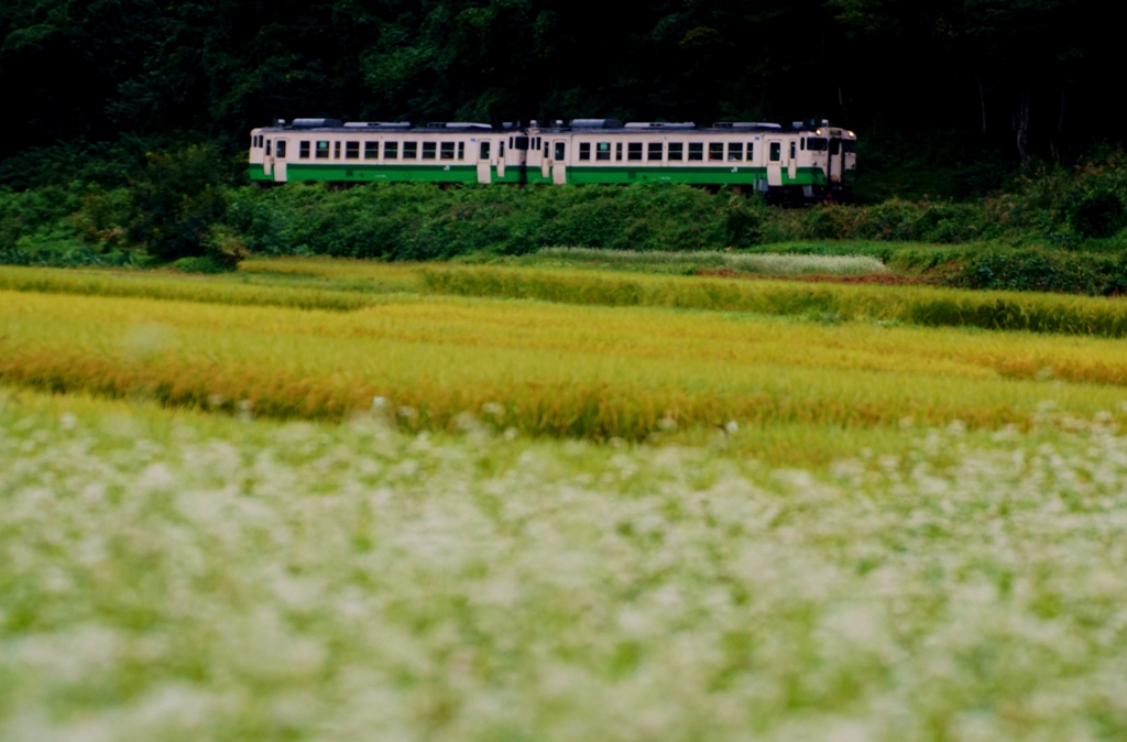 蕎麦の花＆稲穂のジュータン①