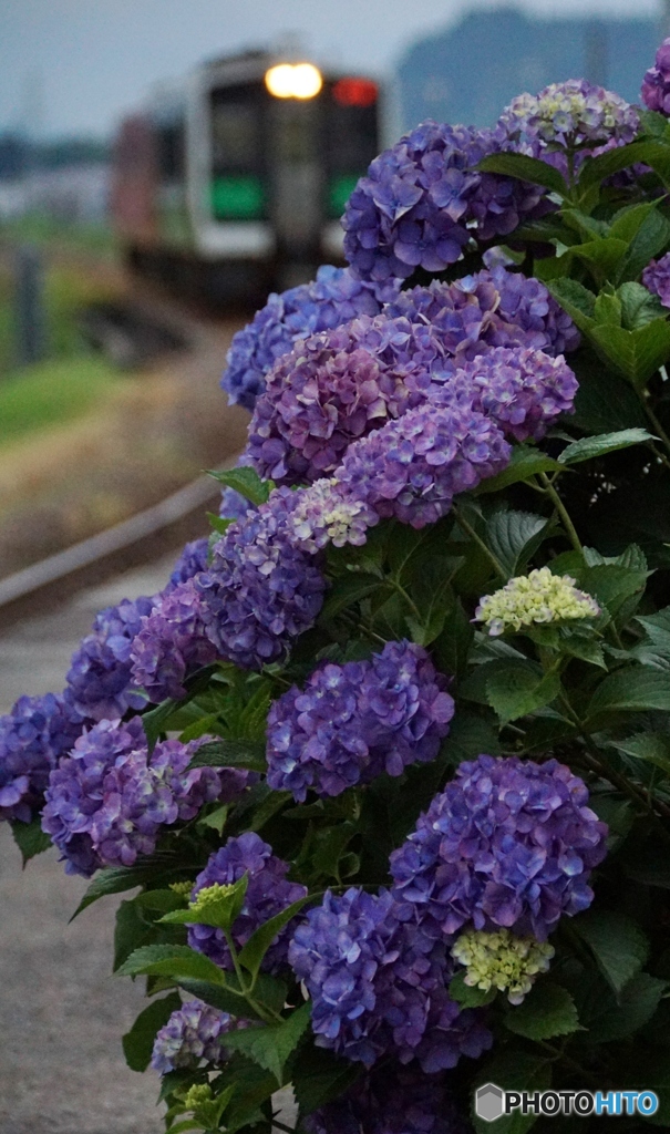 紫陽花＆キハ！