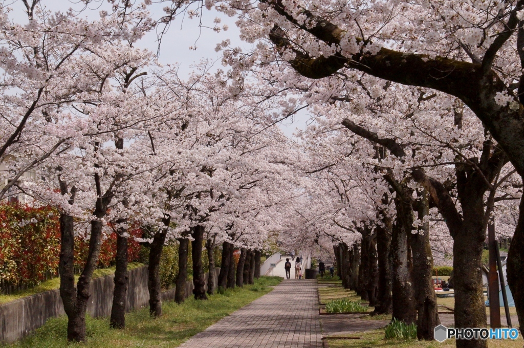 多摩市のお花見！