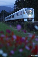夕暮れの倉ケ崎花畑を往く東武特急「スペーシアX」! 夕暮れの倉ケ崎花畑を往く東武特急「スペーシアX」!
