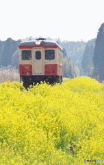 2024　いすみ鉄道の菜の花①～④の中の④（終）