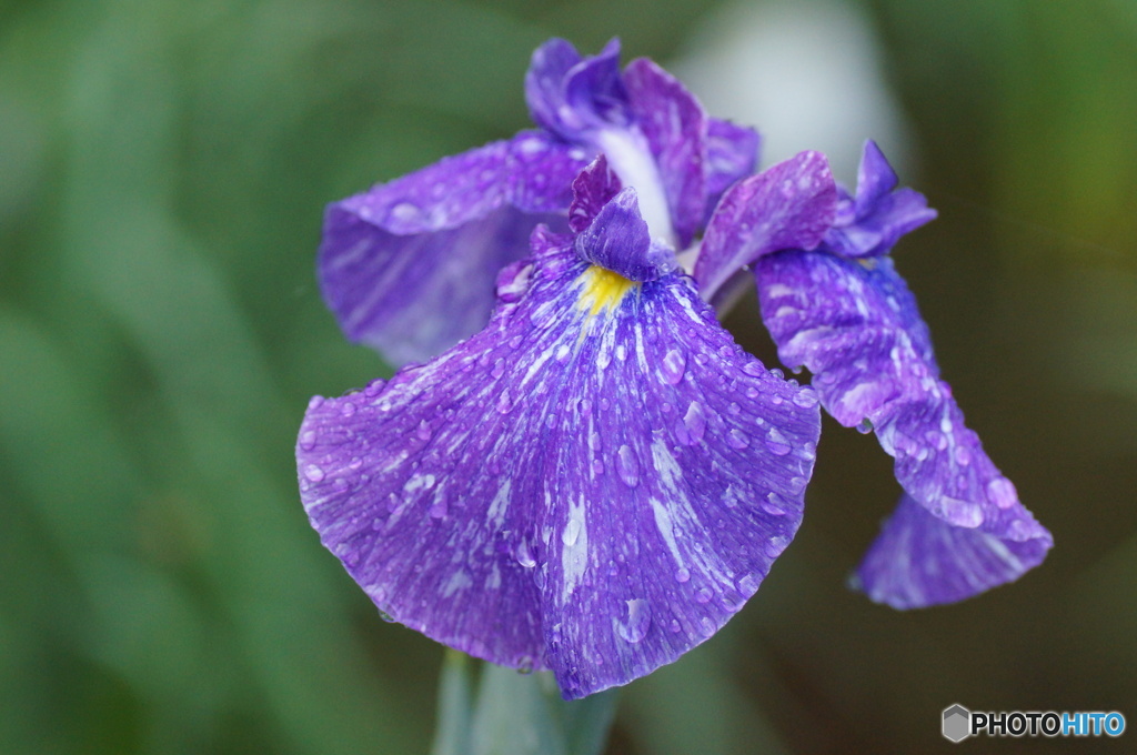 雨上がりの花菖蒲！