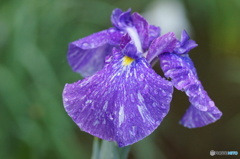 雨上がりの花菖蒲！