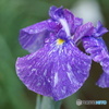 雨上がりの花菖蒲！