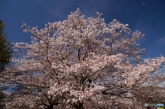 青空の中に満開の桜！