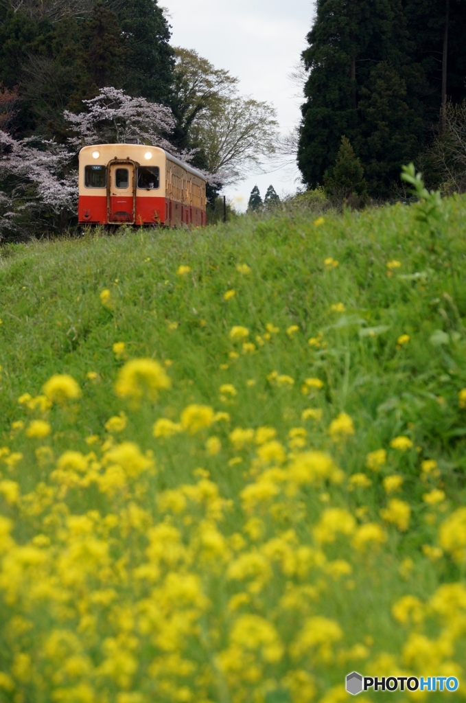 小湊鉄道　高滝築堤！①