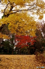 落ち葉に紅葉！