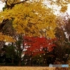 落ち葉に紅葉！