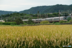 遠目ですが、上下列車の離合！