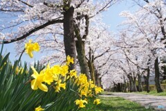 スイセンに桜並木！