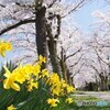 スイセンに桜並木！