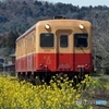 今が旬　小湊鉄道の菜の花！