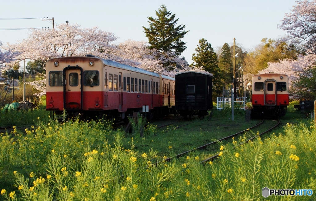 小湊鉄道　桜開花　里見駅