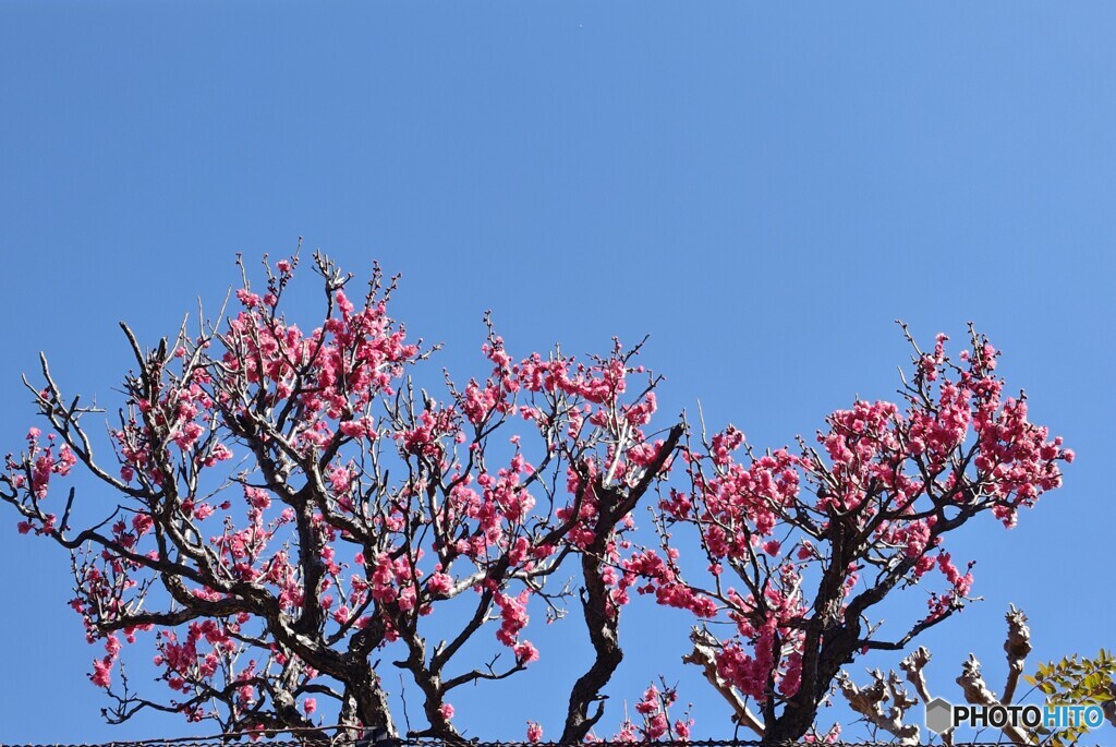 早春を迎え紅梅が…