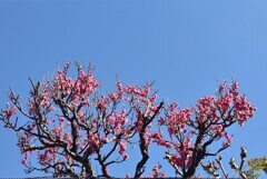 早春を迎え紅梅が…