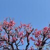早春を迎え紅梅が…