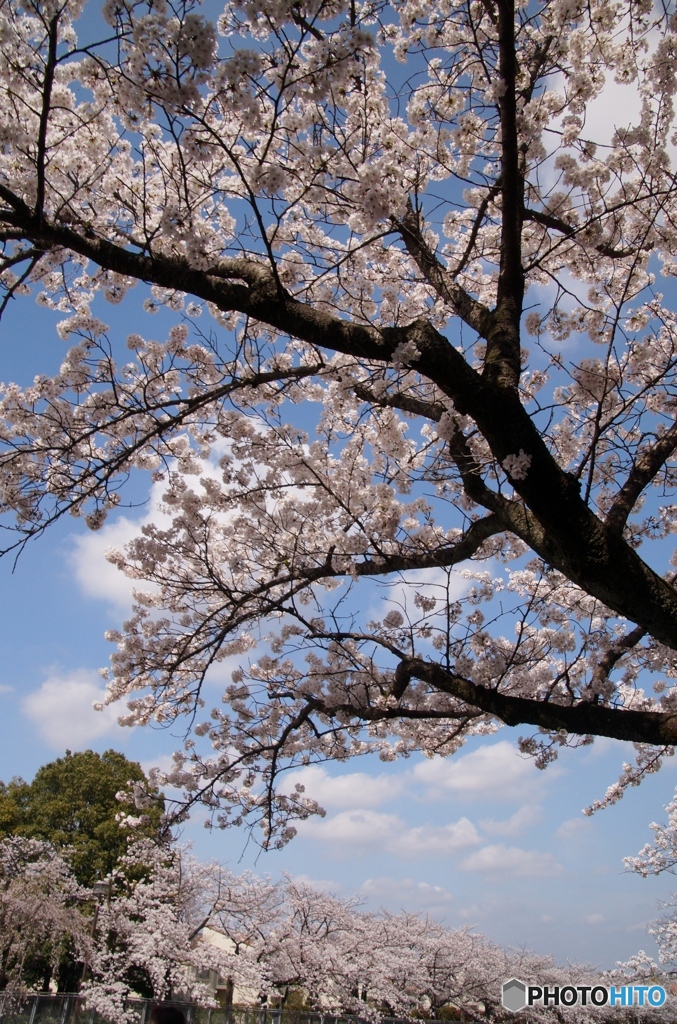 桜と青空！