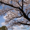 桜と青空！