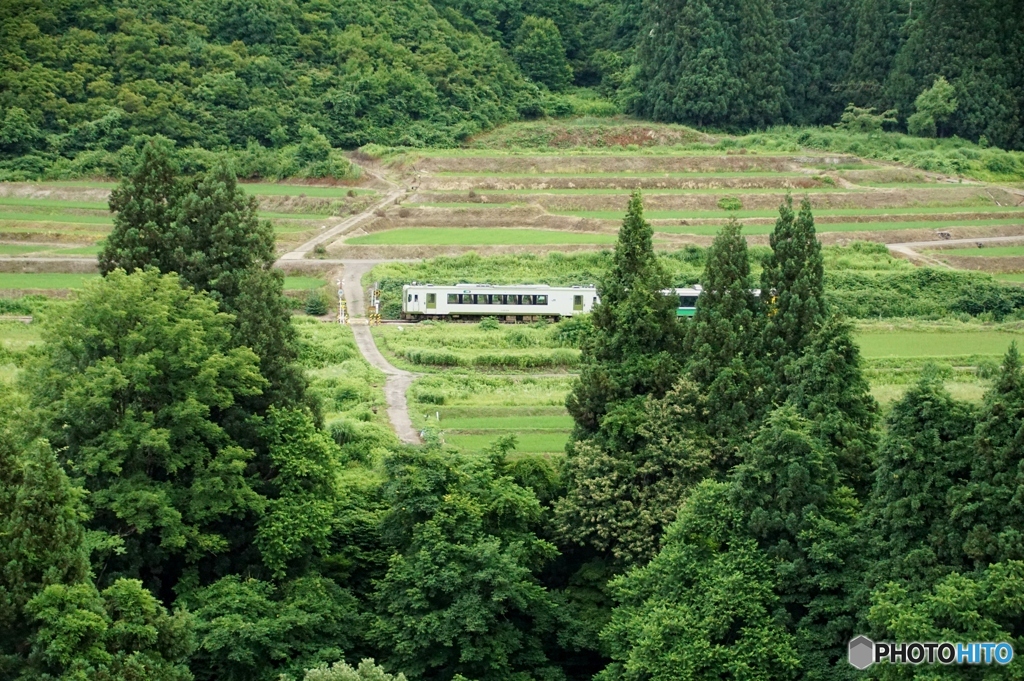グリーンの風景に白いキハ！
