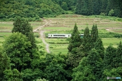 グリーンの風景に白いキハ！