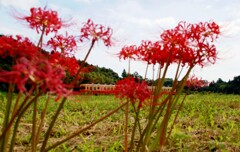 曼珠沙華の間を突っ切るキハ200！