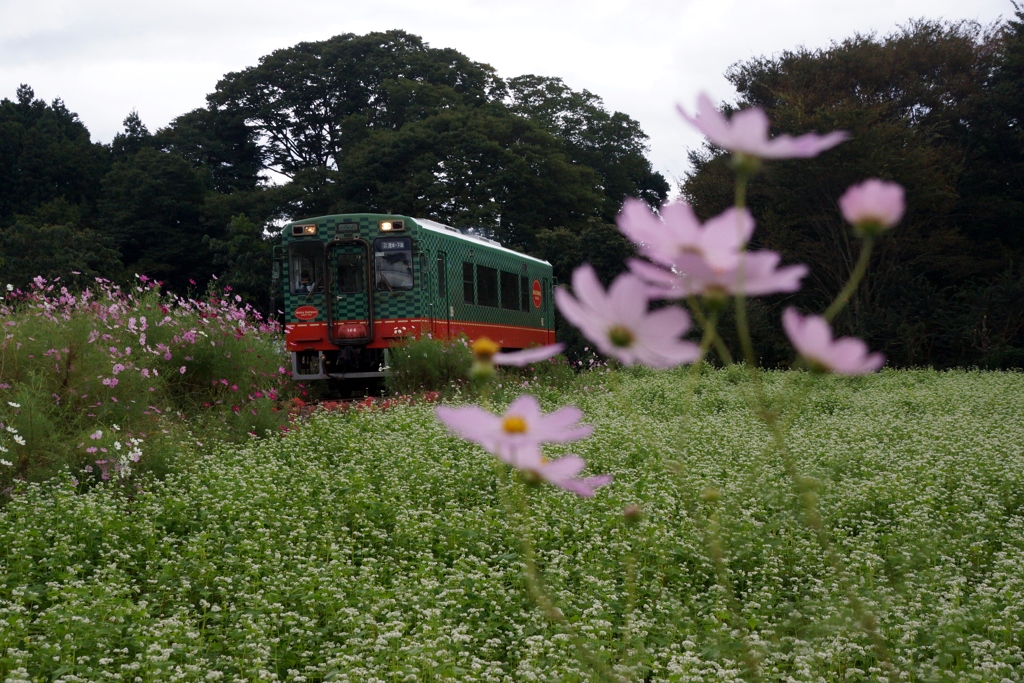 多田羅の花畑！