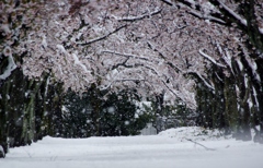 もう、春なのに東京では大雪⁈②