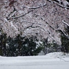 もう、春なのに東京では大雪⁈②