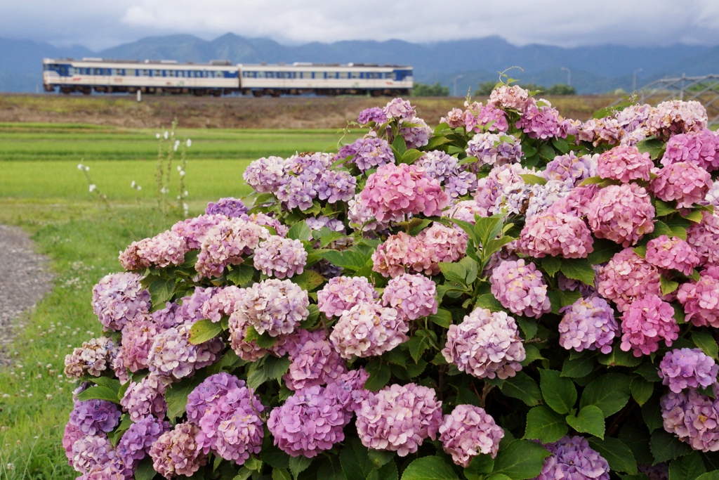 終焉を迎える紫陽花とキハ47！