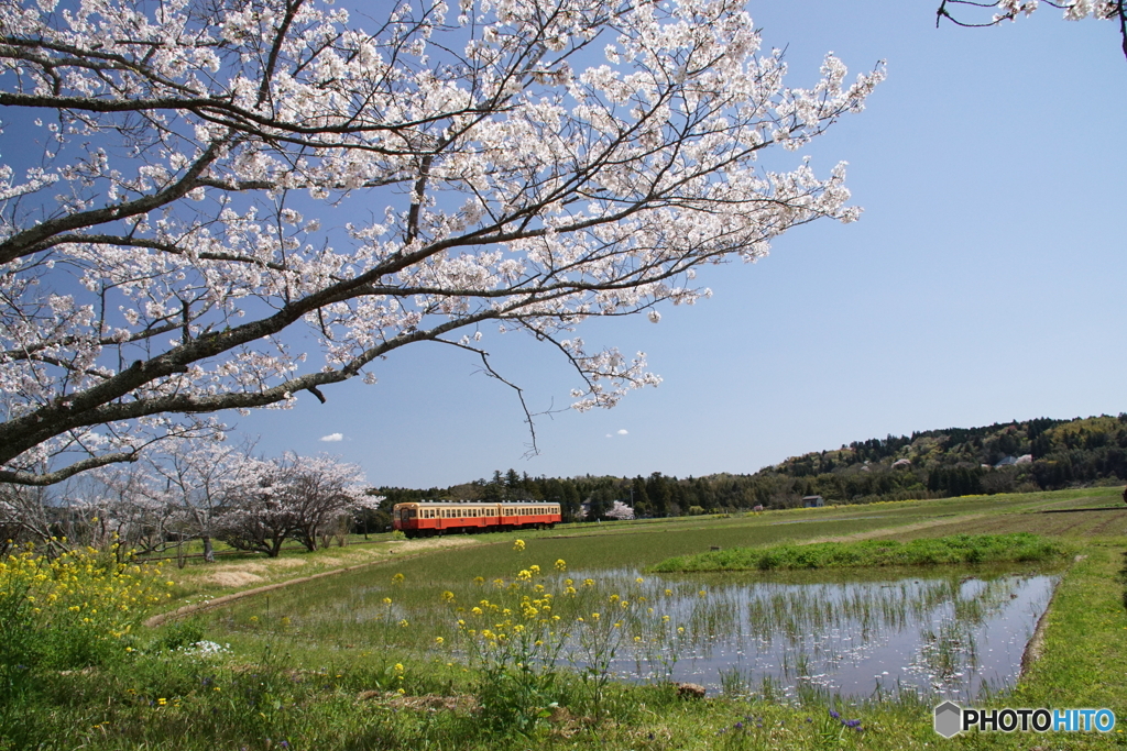 里山風景に桜が点在！