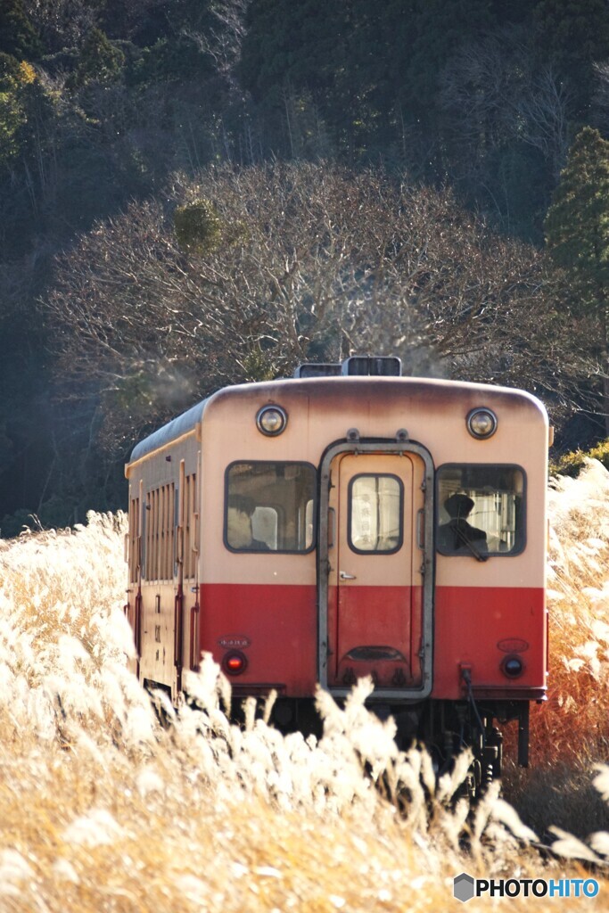 歳末のススキ街道を進むキハ！