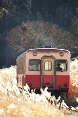 歳末のススキ街道を進むキハ！