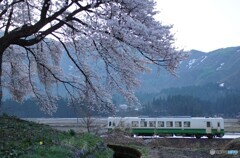 只見線　東北色のキハと桜！