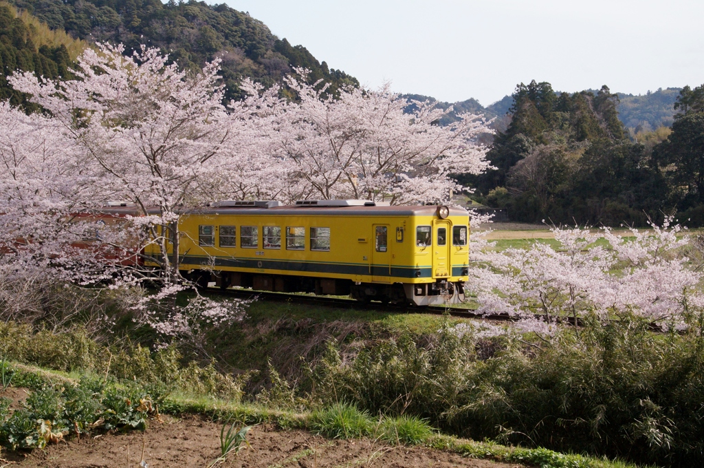 いすみ鉄道は春真盛り！②