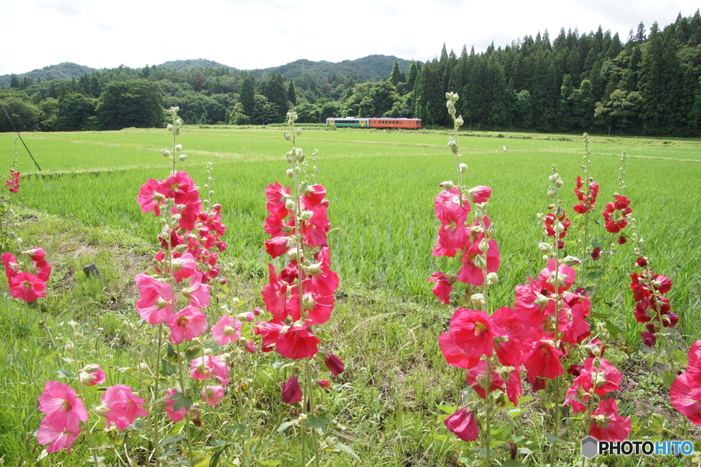 タチアオイと田んぼと只見線！