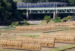 巨大な「はさがけ風景」②