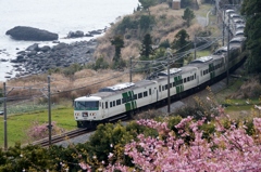 河津桜に添えられて！