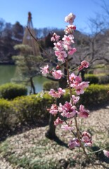 紅梅と雪吊り！