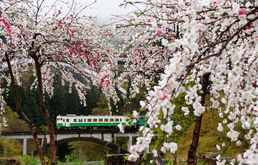 花桃に囲まれて！
